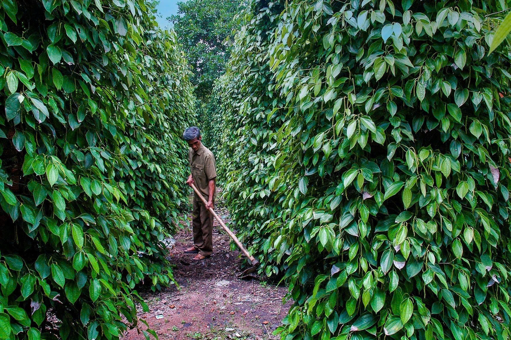 Giá tiêu trong nước ghi nhận mức giảm mạnh trong ngày 19/12.