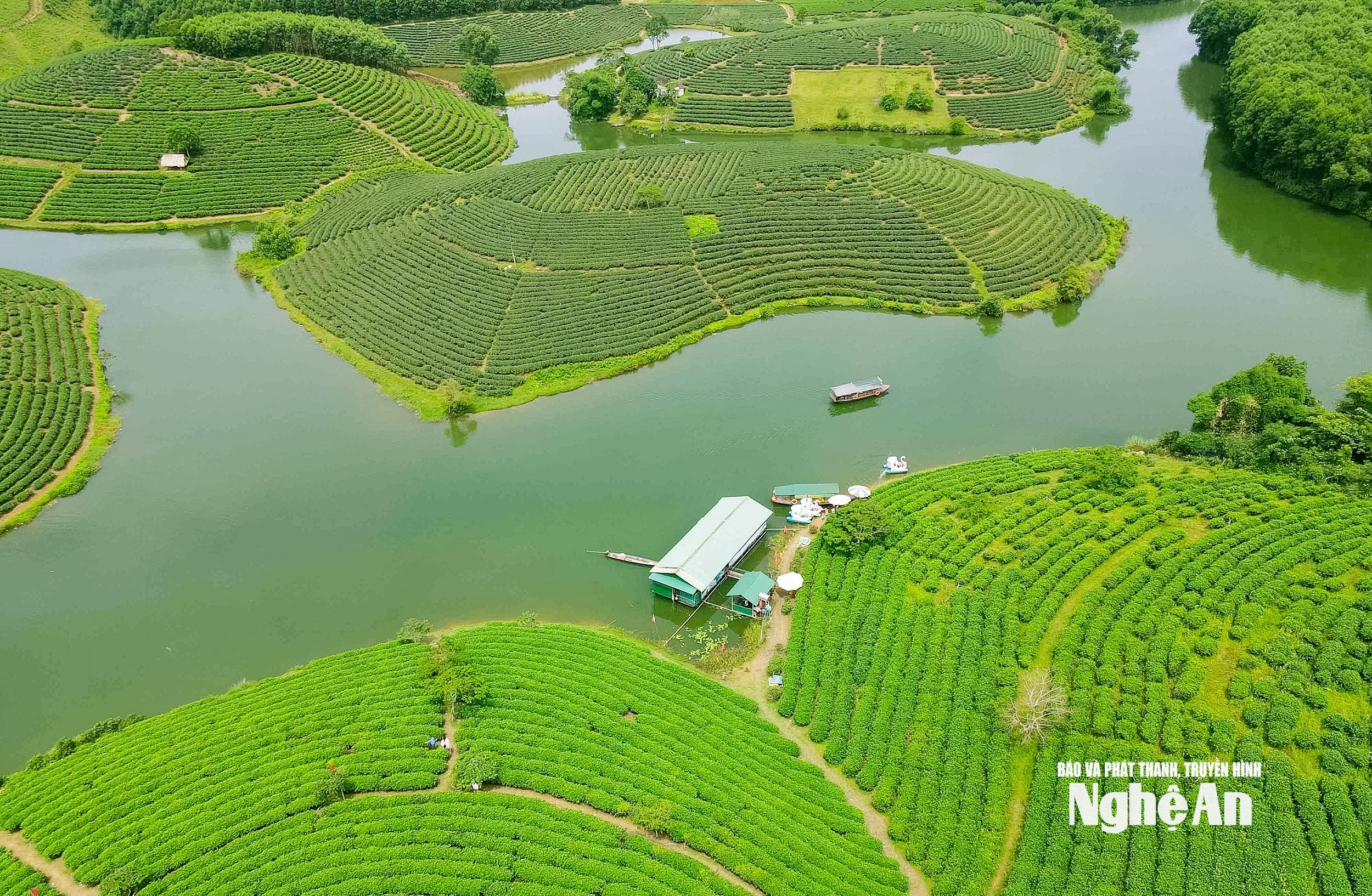 Đảo chè Cầu Cau Ảnh Huy Thư