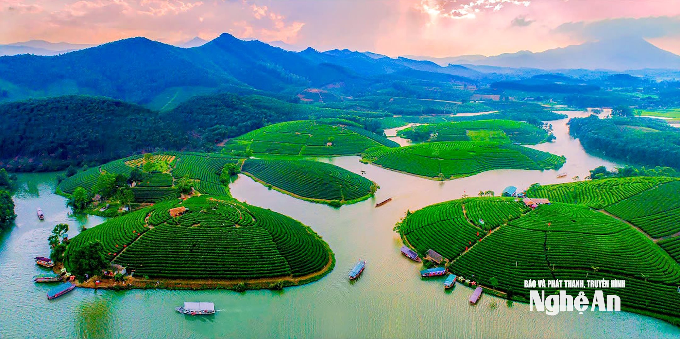 Đào Chè Cầu Cau. Ảnh UBND xã Hoa Quân