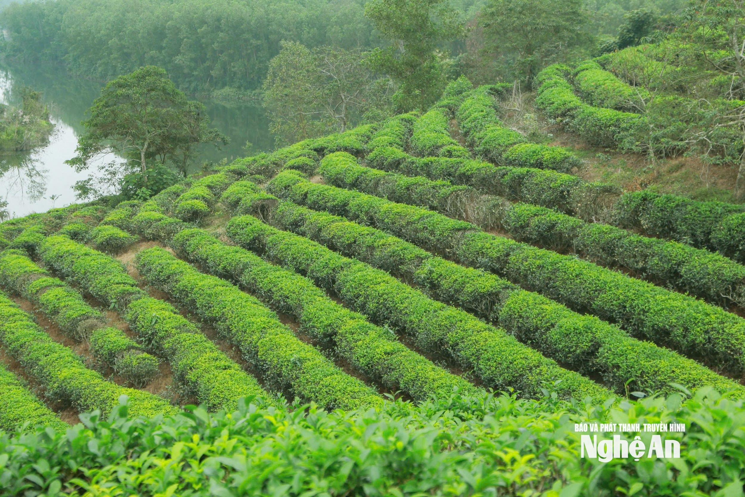 Những luống chè đã dăm chục năm tuổi trong vùng Đảo Chè Cầu Cau. Ảnh: Vĩnh Hoàng