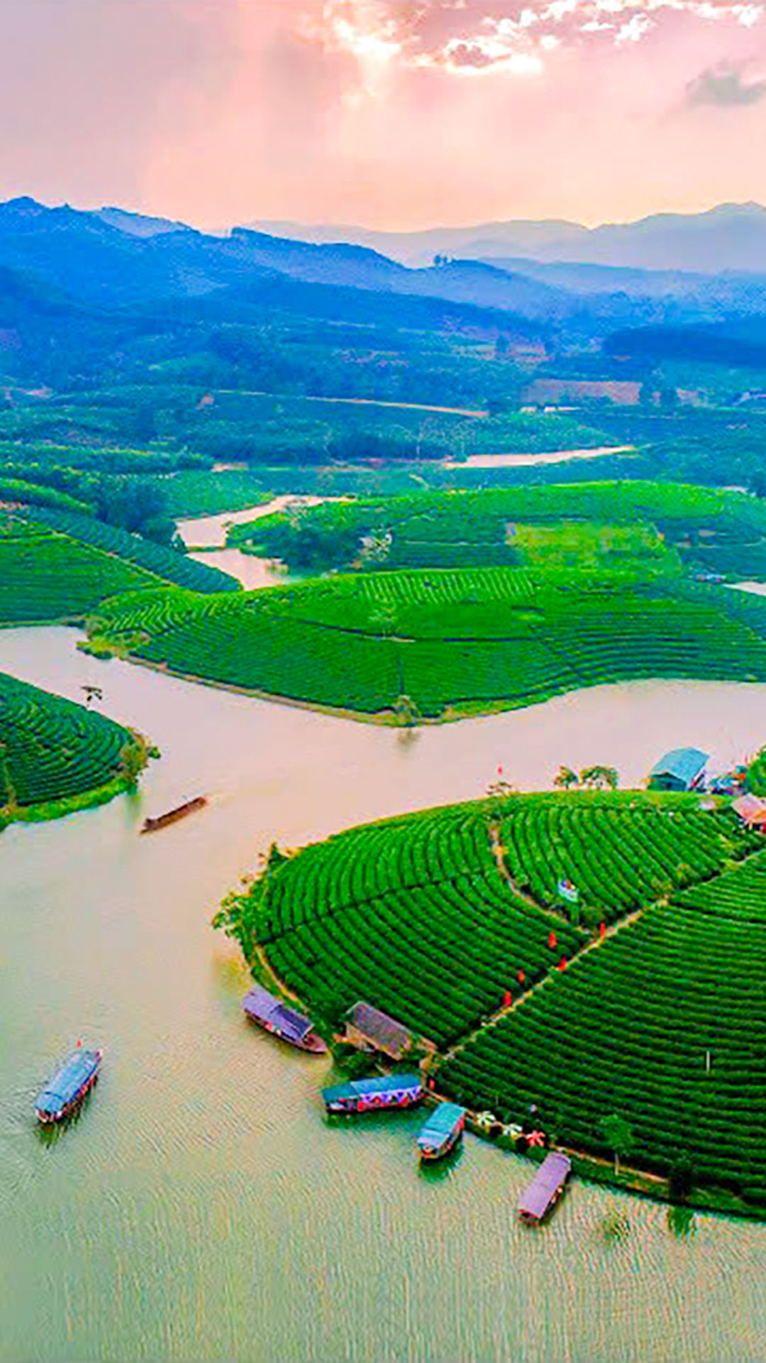 Đào Chè Cầu Cau. Ảnh UBND xã Hoa Quân