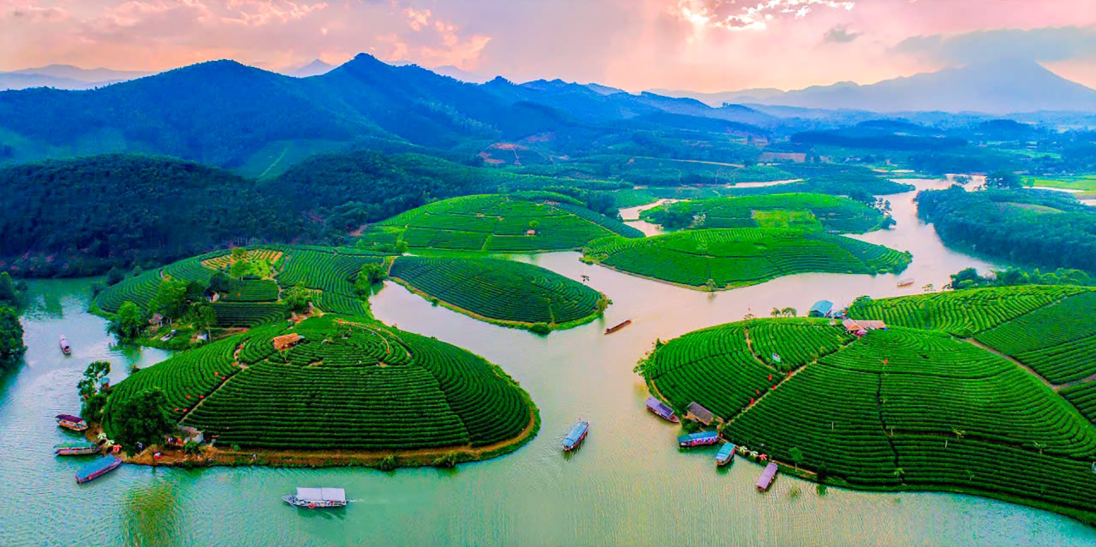 Đào Chè Cầu Cau. Ảnh UBND xã Hoa Quân