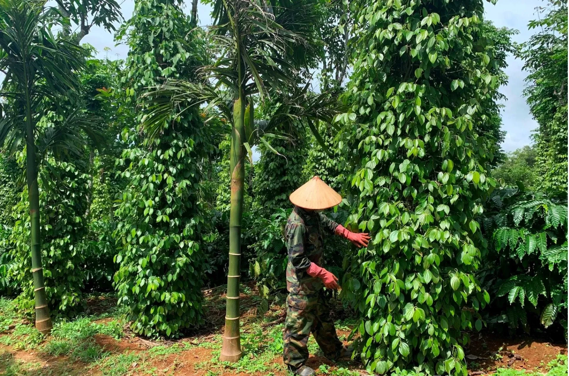 Giá tiêu hôm nay 22/12/2025: Một tuần giảm tới 1.500 đồng