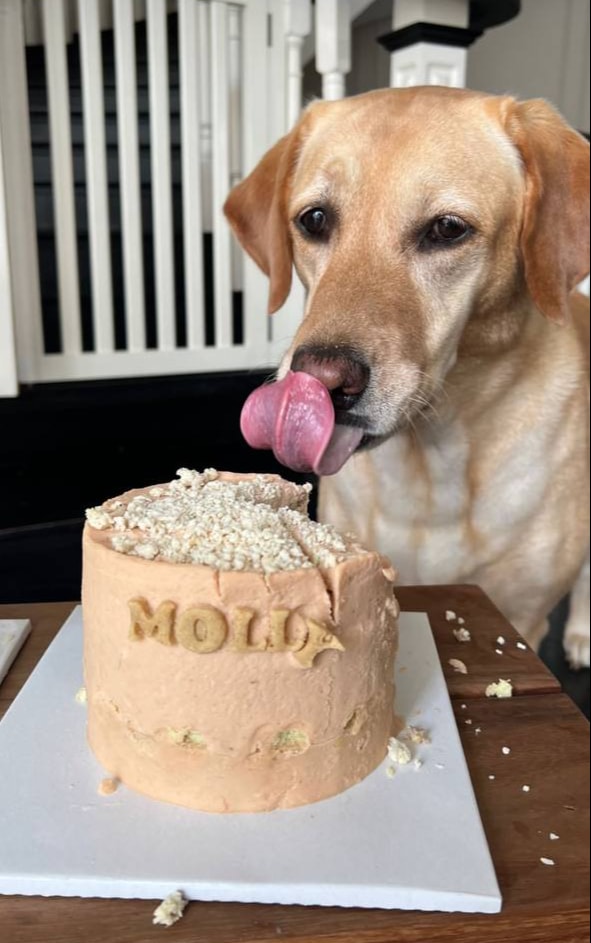 Molly sống cùng gia đình Tăng Thanh Hà từ năm 2013.