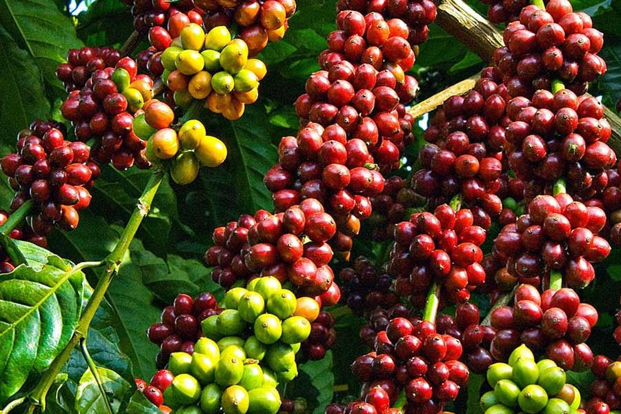 Giá cà phê hôm nay 21/12, cà phê trong nước đảo chiều tăng mạnh trong khi thế giới biến động trái chiều.