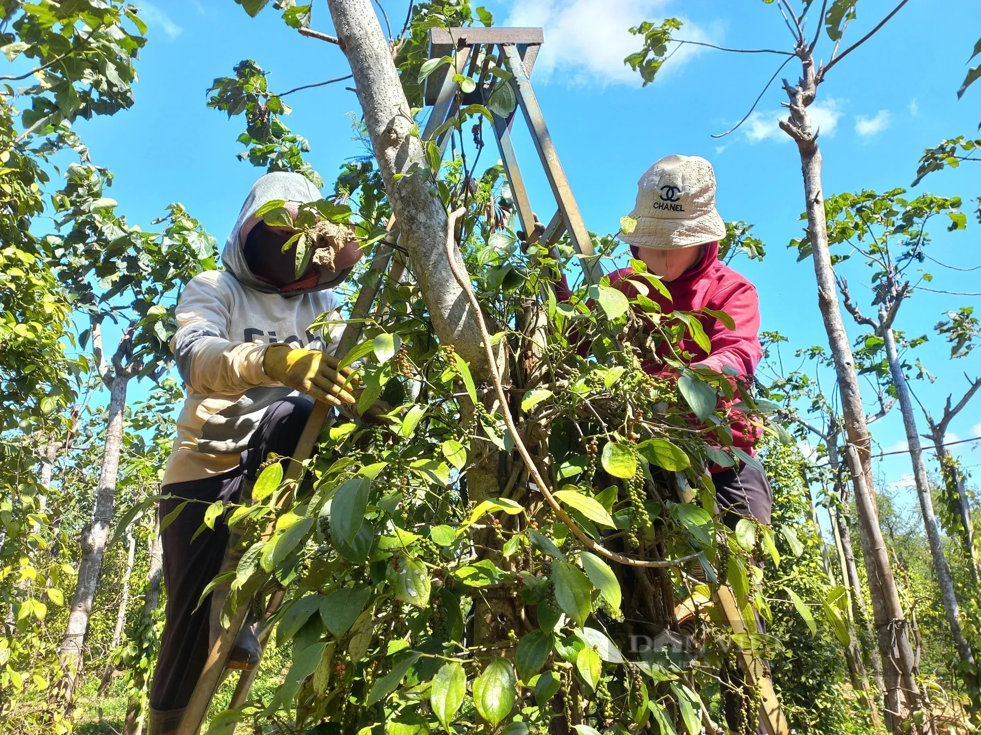 Giá tiêu hôm nay 23/12/2025: Tiêu Indonesia giảm rất mạnh