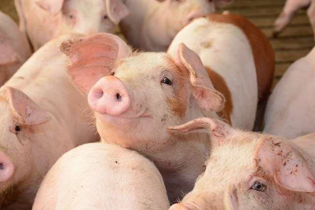 Giá heo hơi ngày 22/12 duy trì mặt bằng cao trên phạm vi cả nước