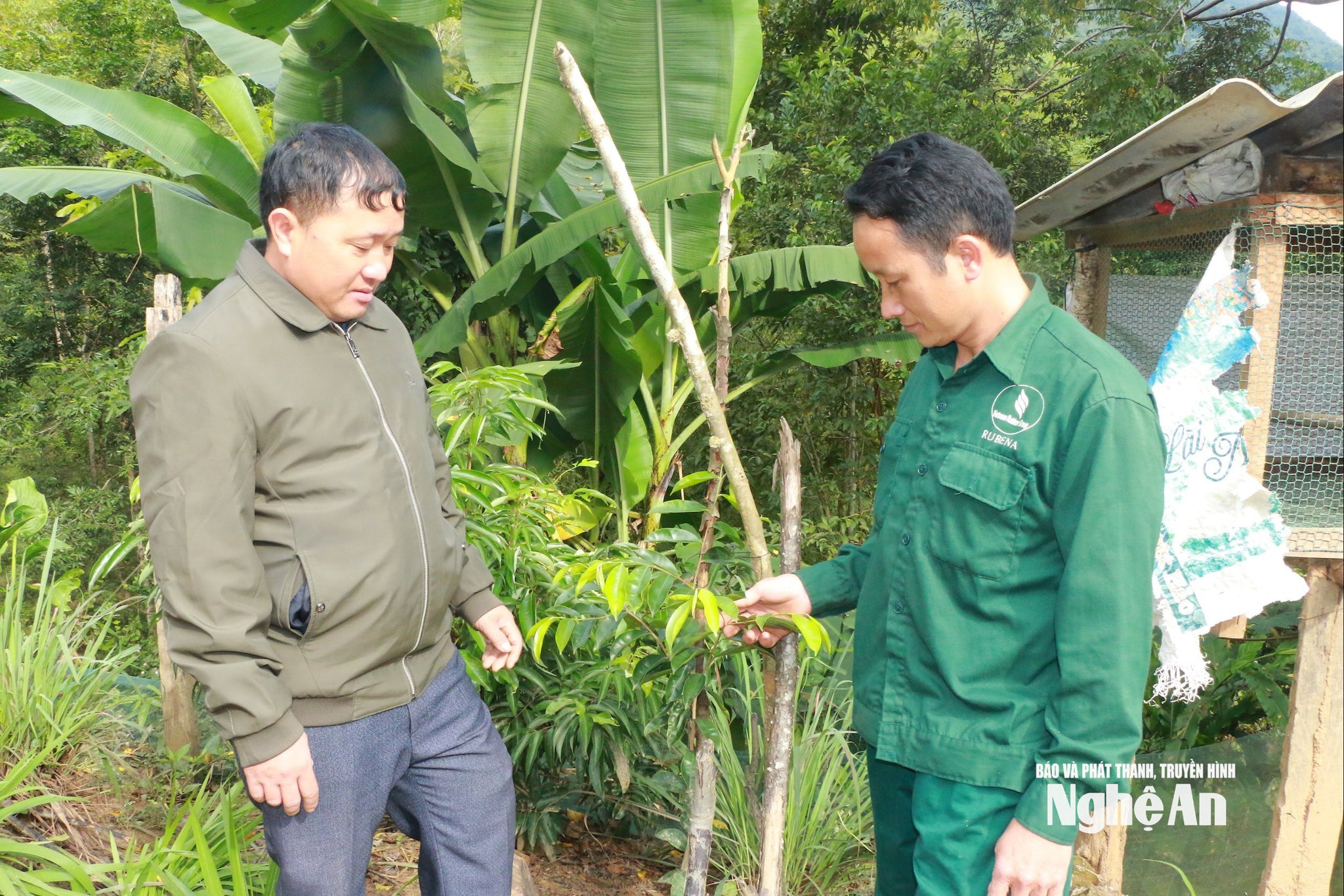 Bí thư Chi bộ kiêm Trưởng bản Hợp Thành Vừ Bá Xia trao đổi với người dân về mô hình trồng trầm hương. Ảnh KL
