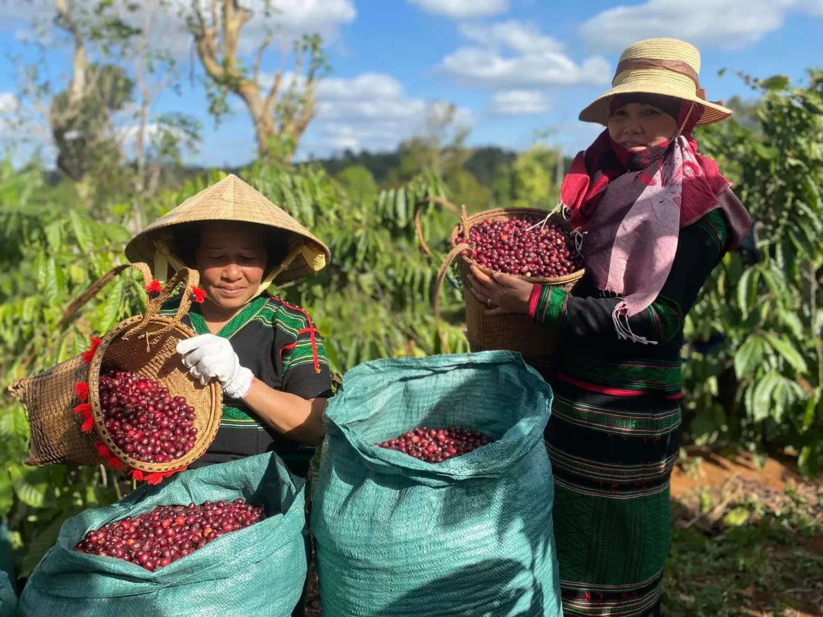 Giá cà phê hôm nay 24/12/2025: Tiếp tục tăng, tồn kho thấp