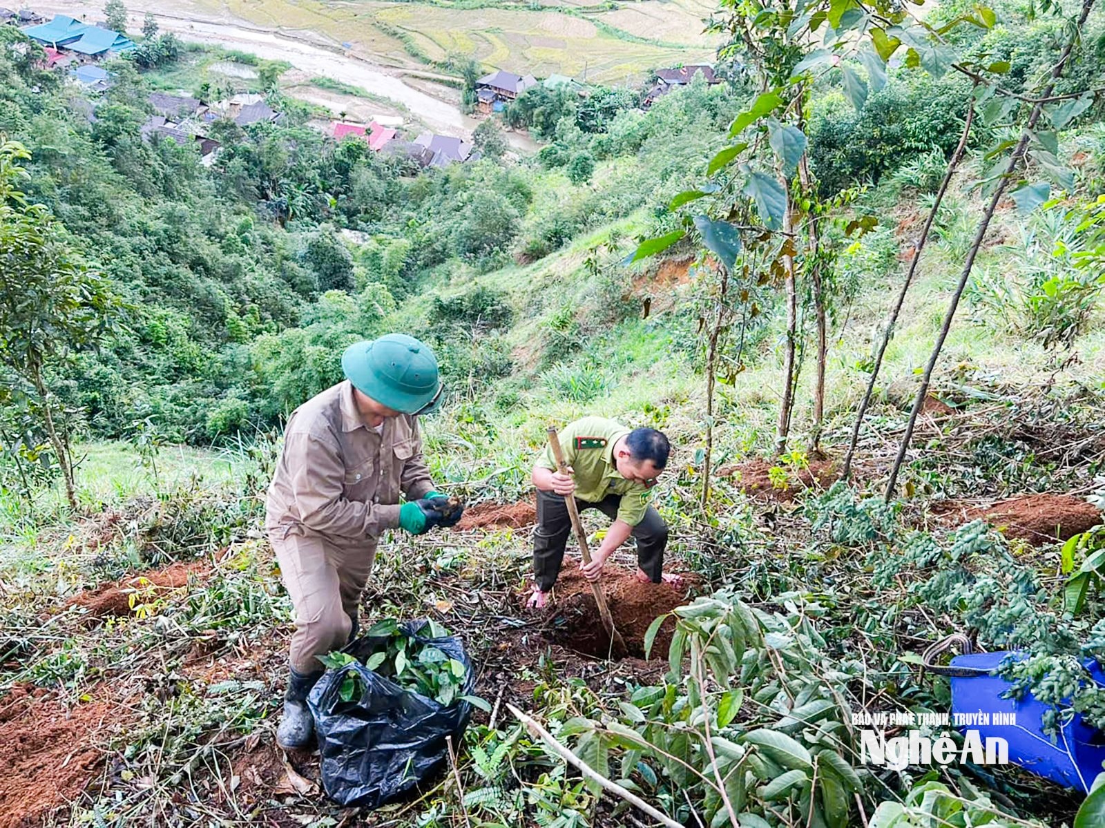 Cán bộ Trạm Bảo vệ rừng Tri Lễ hướng dẫn người dân đào hố trồng cây quế Quỳ đảm bảo kỹ thuật. Ảnh NVCC
