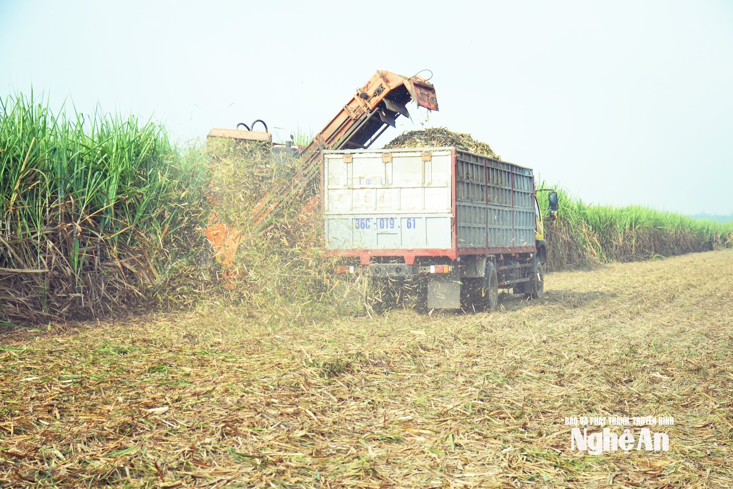 Thu hoạch mía bằng máy liên hoàn. Ảnh: XH