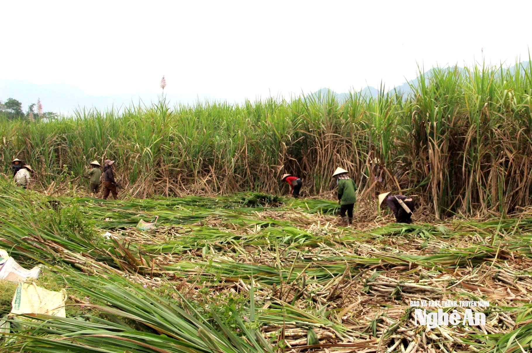 Nông dân xã Gíai Xuân thu hoạch mía. Ảnh: QA
