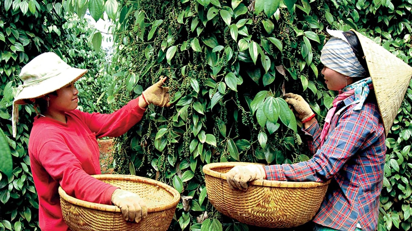 Giá tiêu hôm nay 25/12/2025 tăng nhẹ 500 đồng, Campuchia là nguồn cung hồ tiêu số một cho Việt Nam