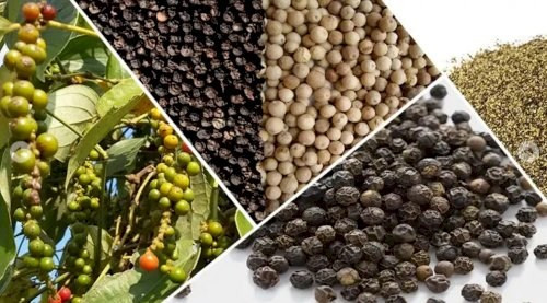 Giá tiêu hôm nay 24/12 Thị trường duy trì trạng thái ổn định