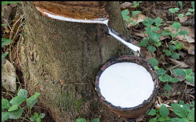 Biểu đồ giá cao su trên các sàn giao dịch quốc tế với các chỉ số tăng giảm trái chiều.