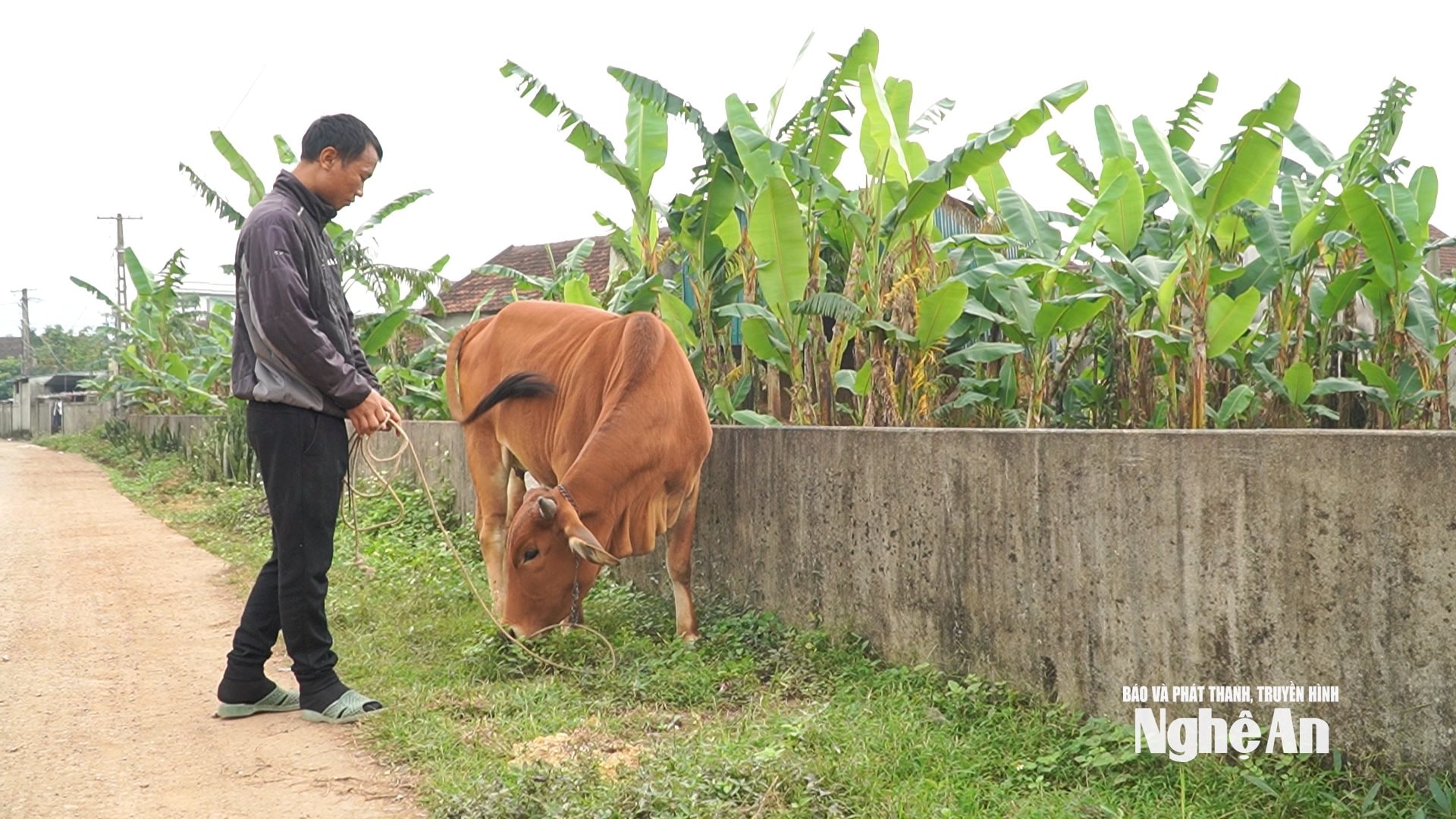 Tài sản quý giá nhất của gia đình anh Thông là con bò được Nhà nước hỗ trợ. Ảnh Ngọc Dũng