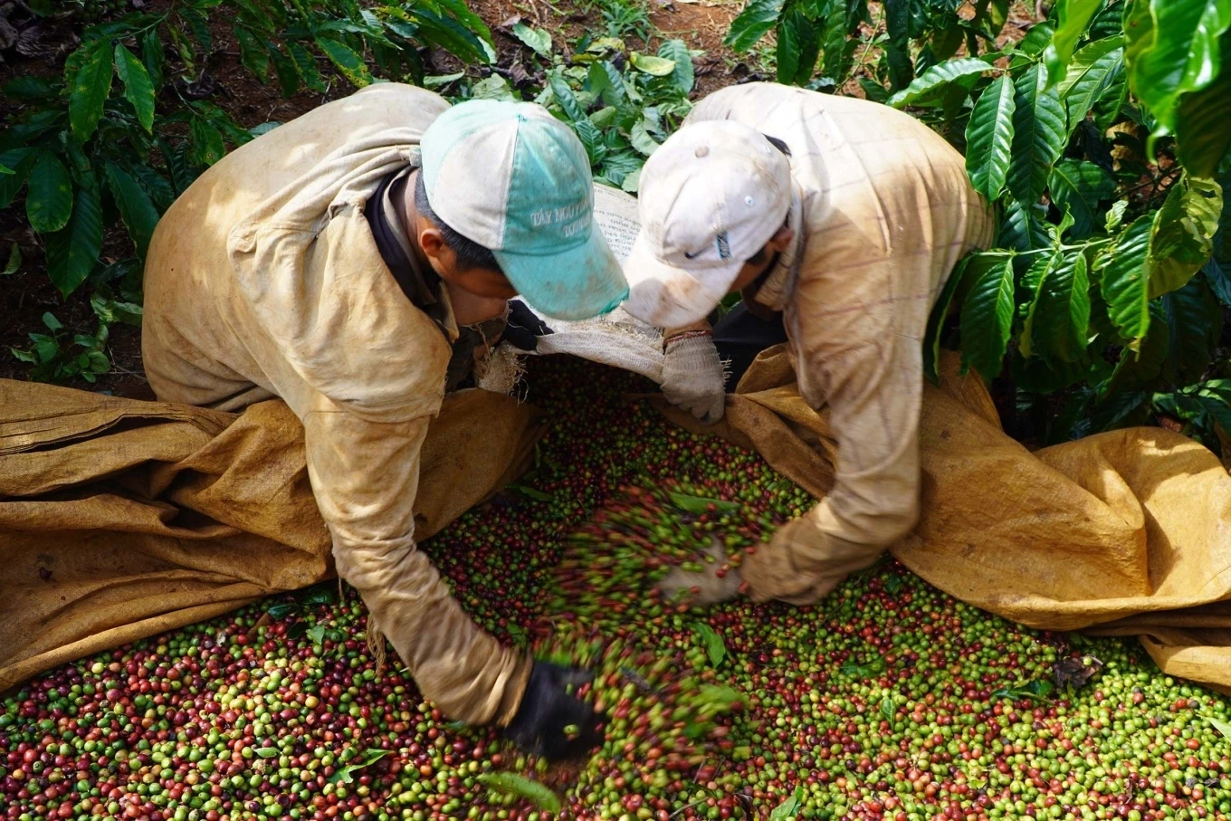 Giá cà phê hôm nay 26/12/2025: Tăng mạnh, giá cao nhất 97,000 đồng/kg