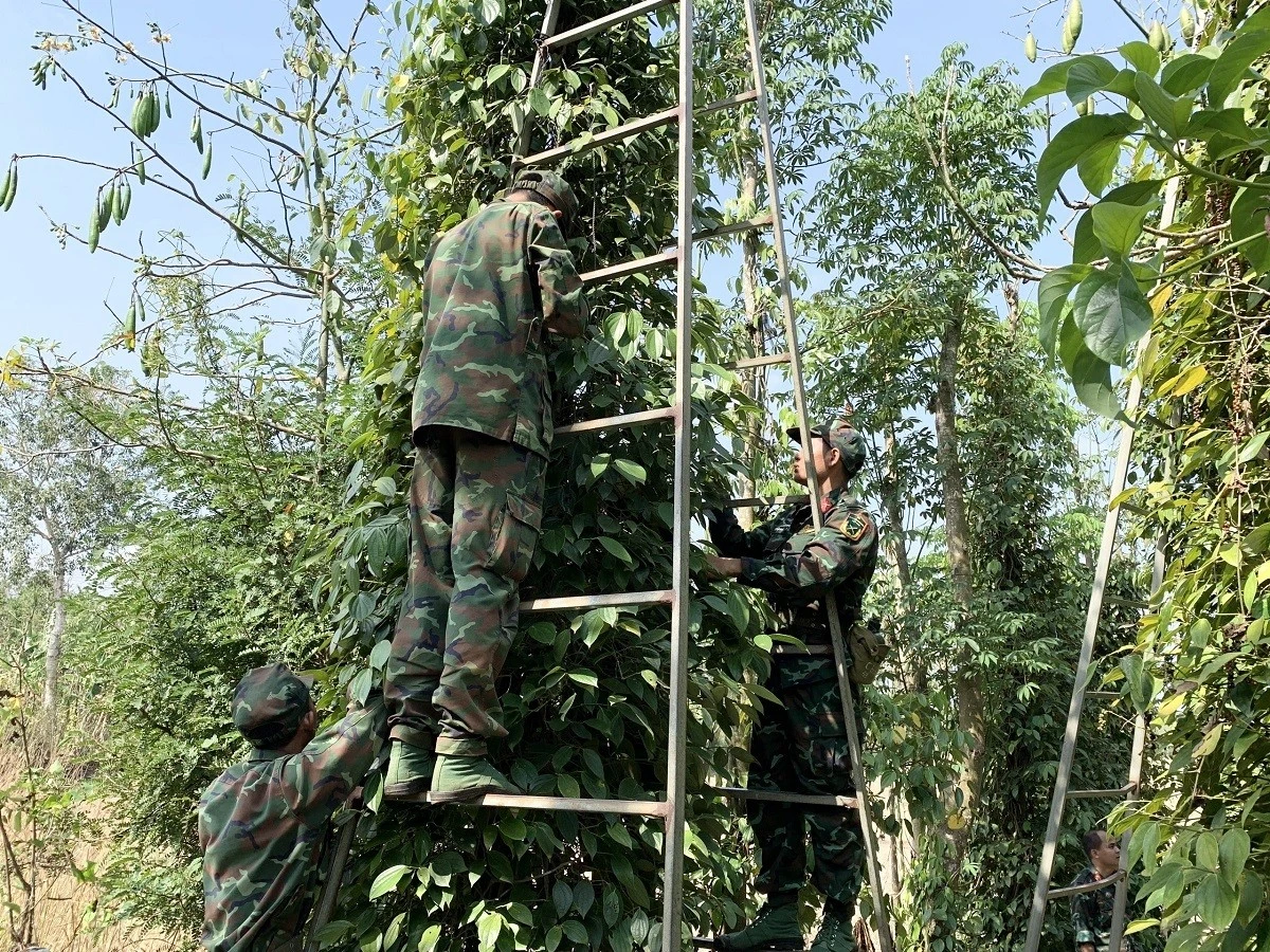 2025年12月26日，胡椒价格：超过150,000越南盾/公斤