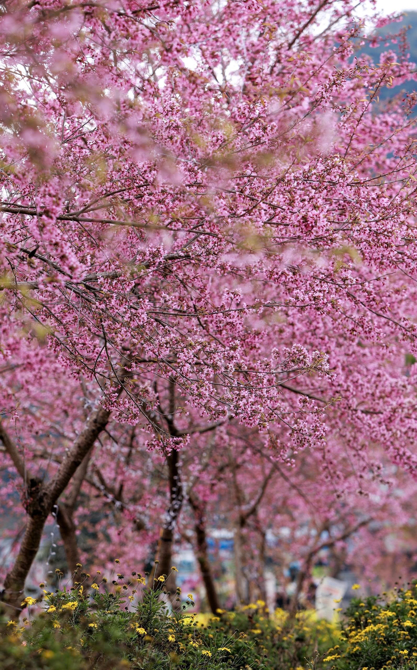 Cột cờ Lũng Cú nổi bật trên đỉnh núi nhìn từ làng Lô Lô Chải