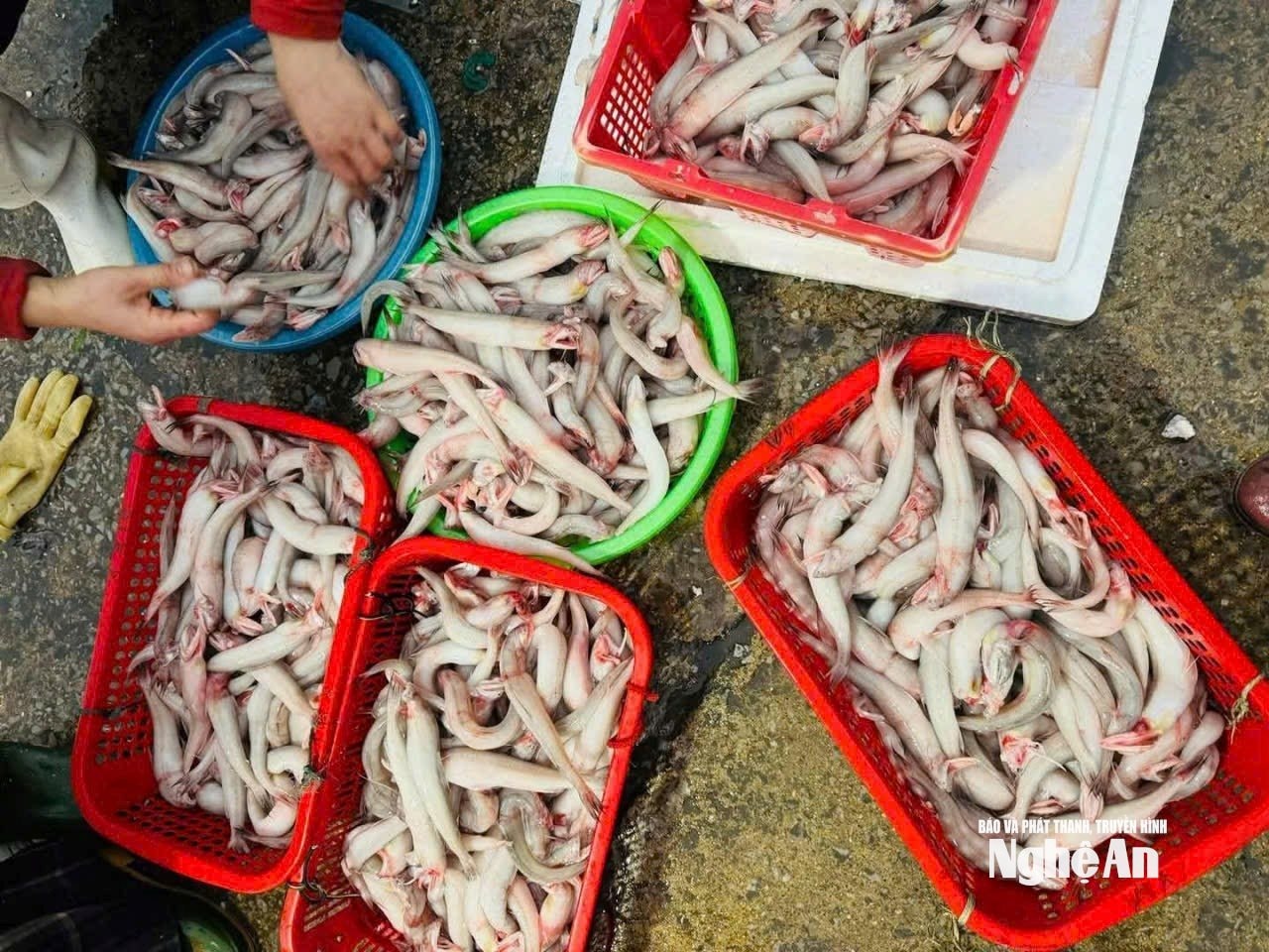 cá cháo7365984725880_22aaabbb06621ae1b6bdfcc9882c9bcd