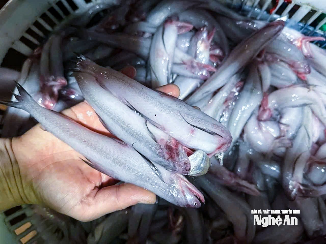 cá cháo7365984727001_9398bea3fe9b1872d79221bea720be7d