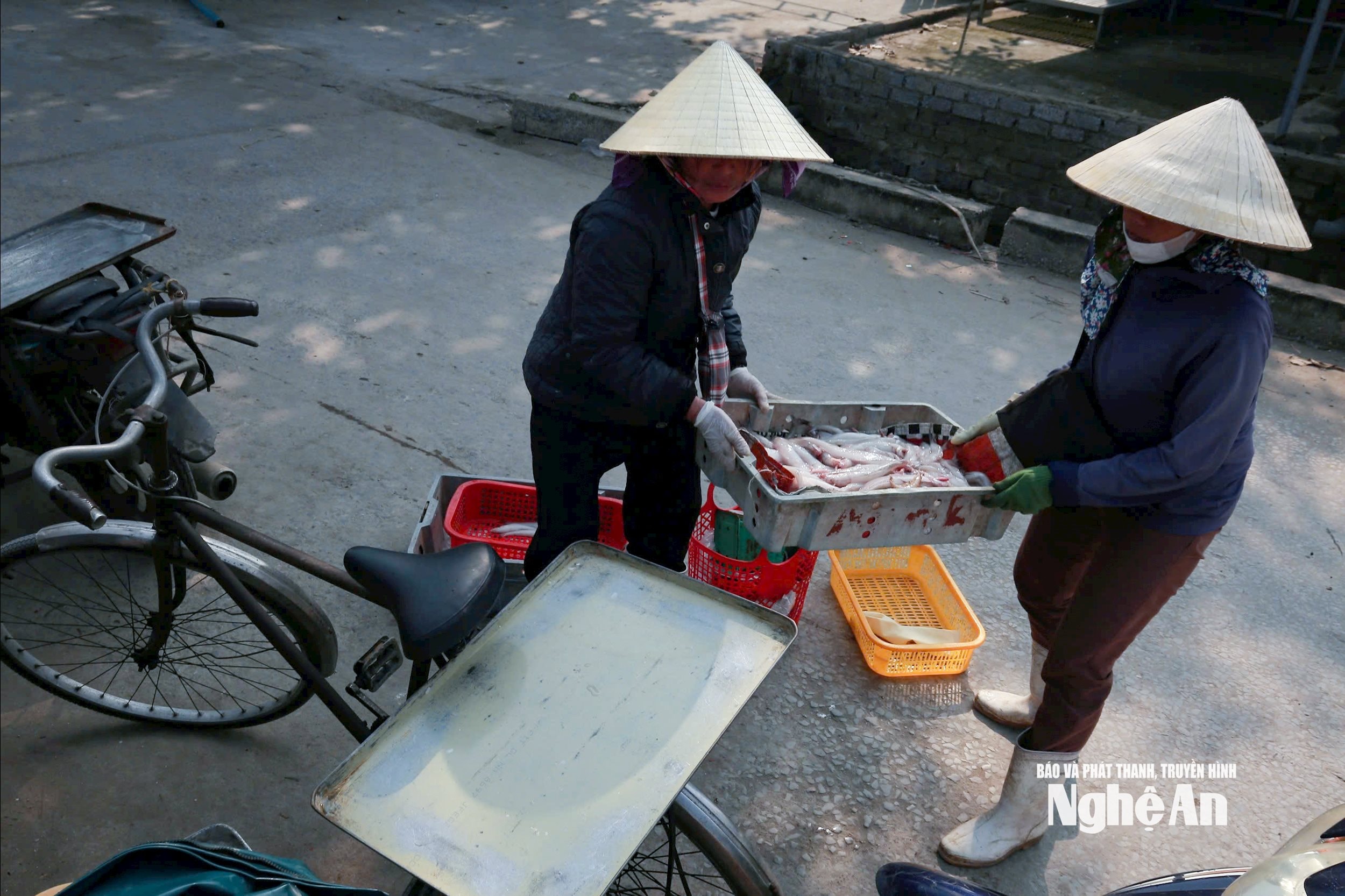 cá cháo9201410446_044fd407f8738991f1079a30b78be7ef