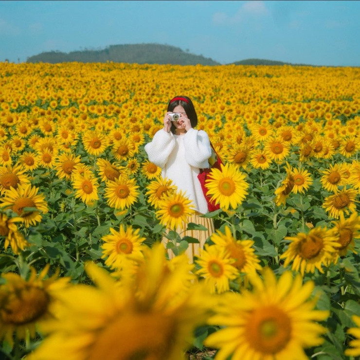 Hoa hướng dương nở rộ rực rỡ