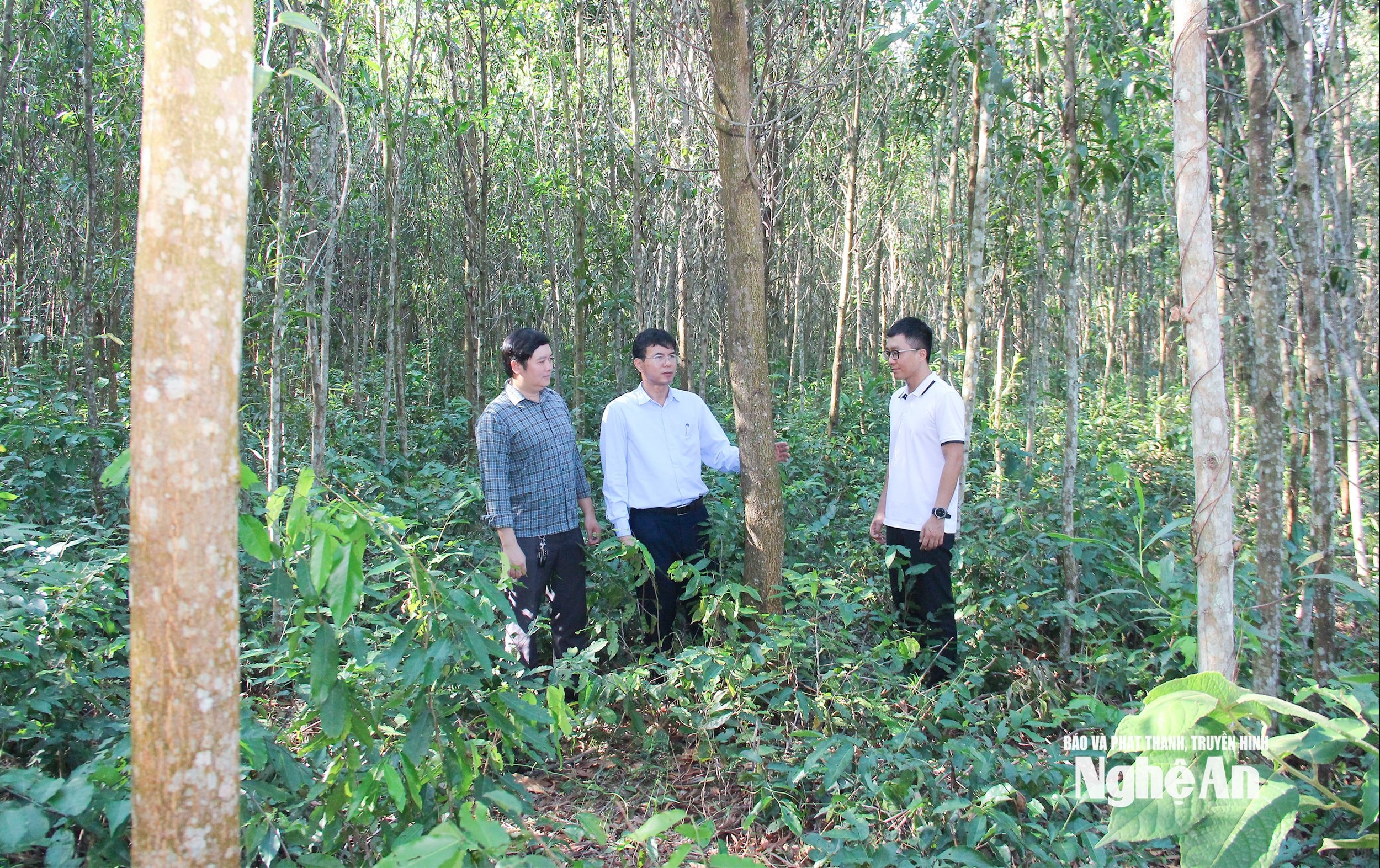 Lãnh đạo Sở Nông nghiệp và Môi trường kiểm tra trồng rừng nguyên liệu tại xã Con Cuông. Ảnh: Mai Hoa