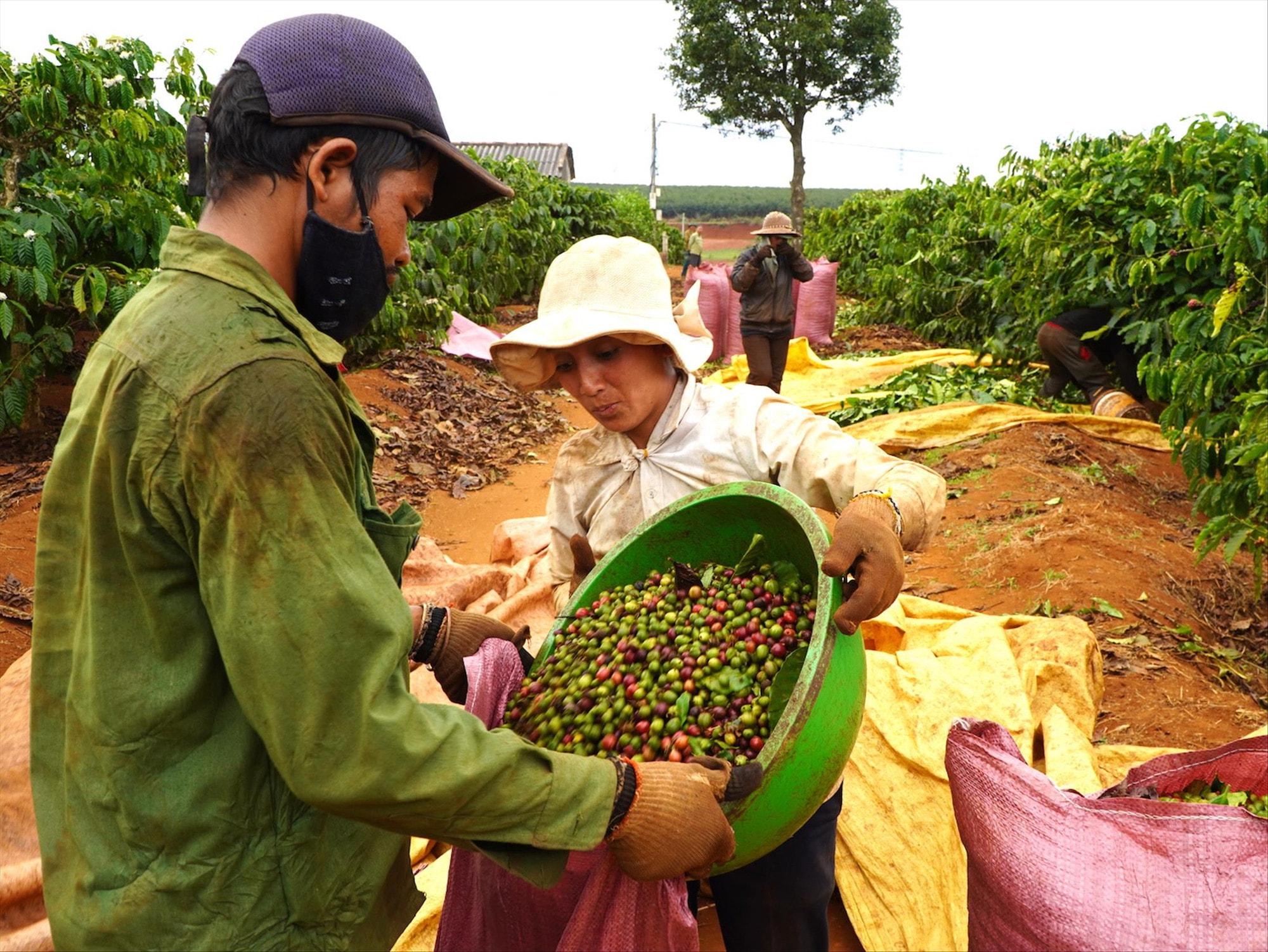 Giá cà phê hôm nay 29/12/2025: Trong nước tiến sát 100.000 đồng