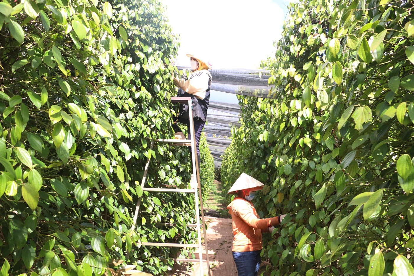 Giá tiêu hôm nay 28/12/2025: Tăng nhẹ 500 đồng