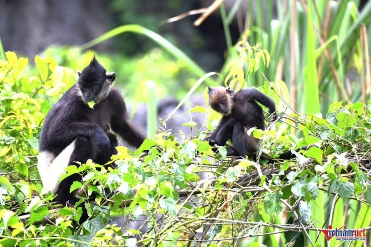 Vân Long ghi nhận kỷ lục là nơi có số lượng cá thể voọc mông trắng nhiều nhất Việt Nam