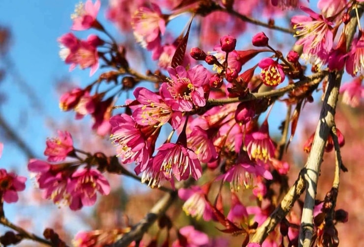 Hoa anh đào khoe sắc tại Tuyên Quang khiễn du khách thích thú.