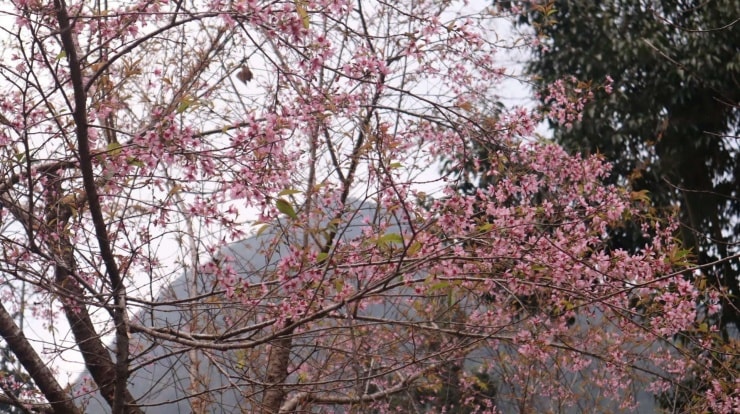 Hoa anh đào đang trở thành trào lưu thu hút giới trẻ đến với Tuyên Quang khi bước vào mùa nở rộ.