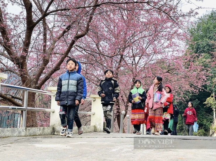 Cây hoa anh đào nở rộ tại đồn Biên phòng Lũng Cú.