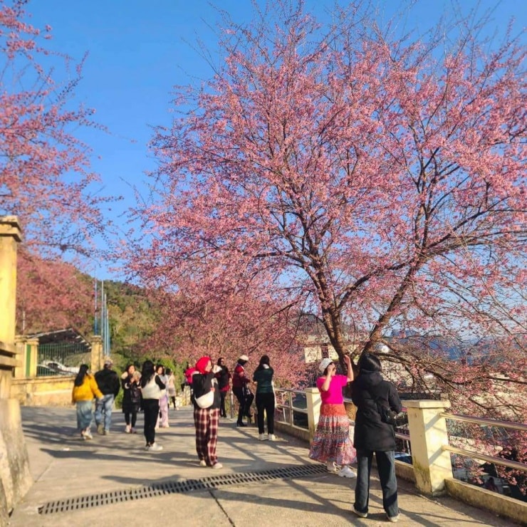 Du khách check-in với hoa anh đào tại đồn Biên phòng Lũng Cú.