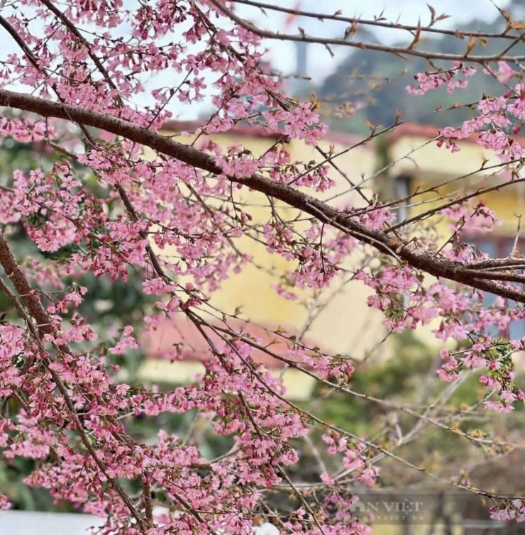 Hoa anh đào nở bung, cây hoa chỉ một màu hồng rực rỡ thu hút du khách check-in.