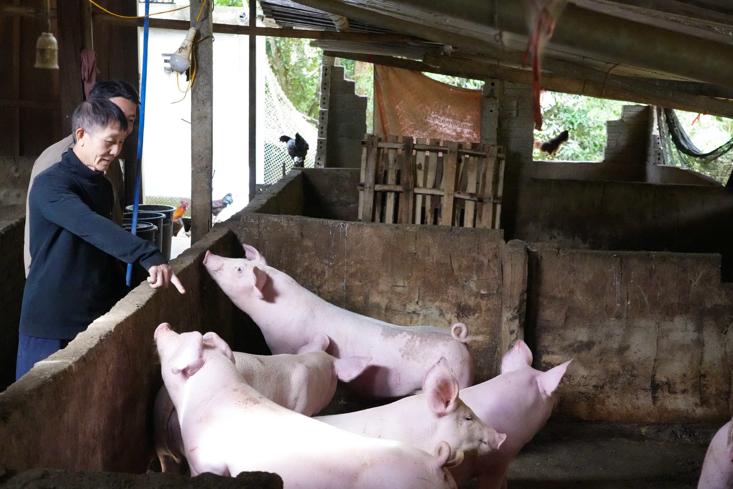 Sau mưa lũ và dịch bệnh, người chăn nuôi tăng cường tái đàn, giá lợn hơi tăng đã giúp họ gỡ lại phần nào thiệt hại. Ảnh: T.P