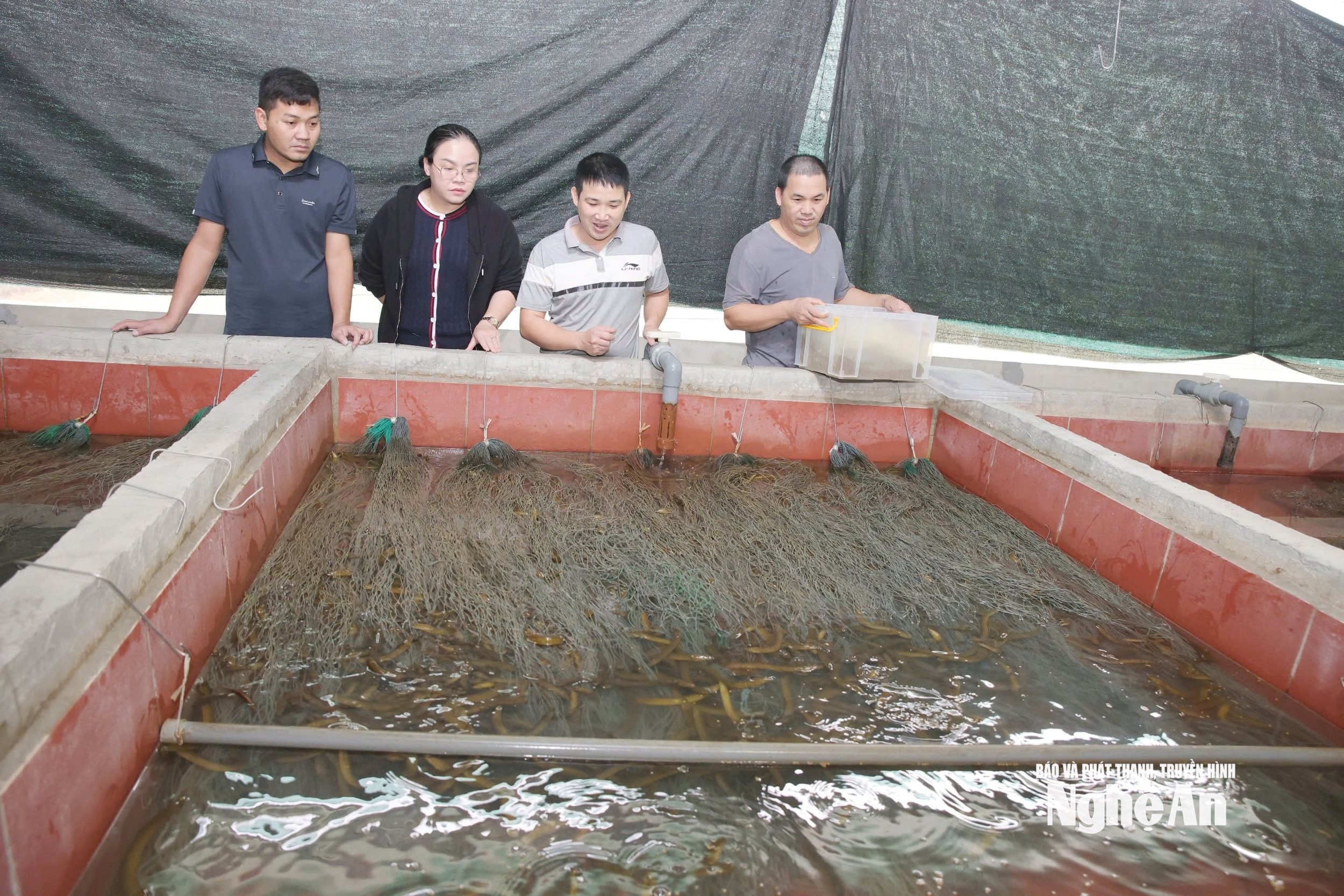 Chị Nguyễn Thị Phương Thảo - Chủ tịch UBND xã Hợp Minh kiểm tra mô hình nuôi lươn trên địa bàn xã.