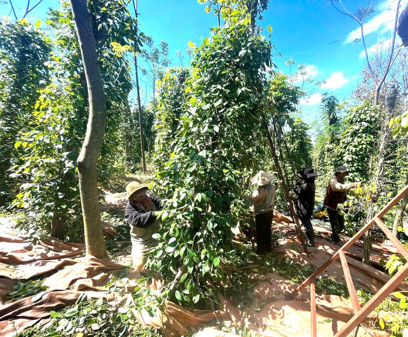 Giá tiêu hôm nay 30/12/2025: Giá tiêu Indonesia giảm mạnh