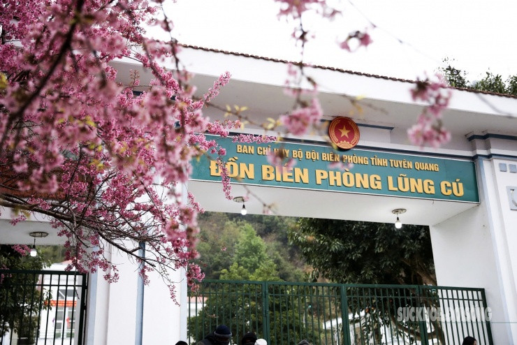Biển tên Đồn Biên phòng Lũng Cú nổi bật sau lớp hoa mai anh đào.