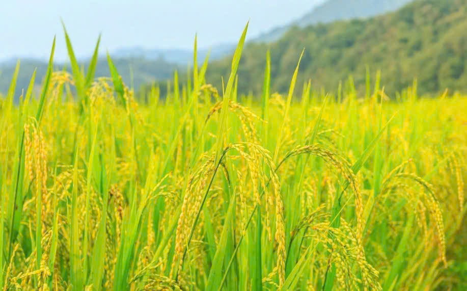 Giá lúa gạo hôm nay 29/12 Đồng bằng sông Cửu Long bình ổn sáng đầu tuần