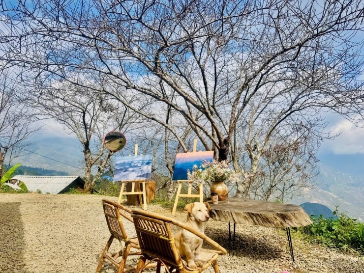 Du khách check-in tại mái nhà cà phê đang gây sốt tại Tà Xùa, Sơn La.