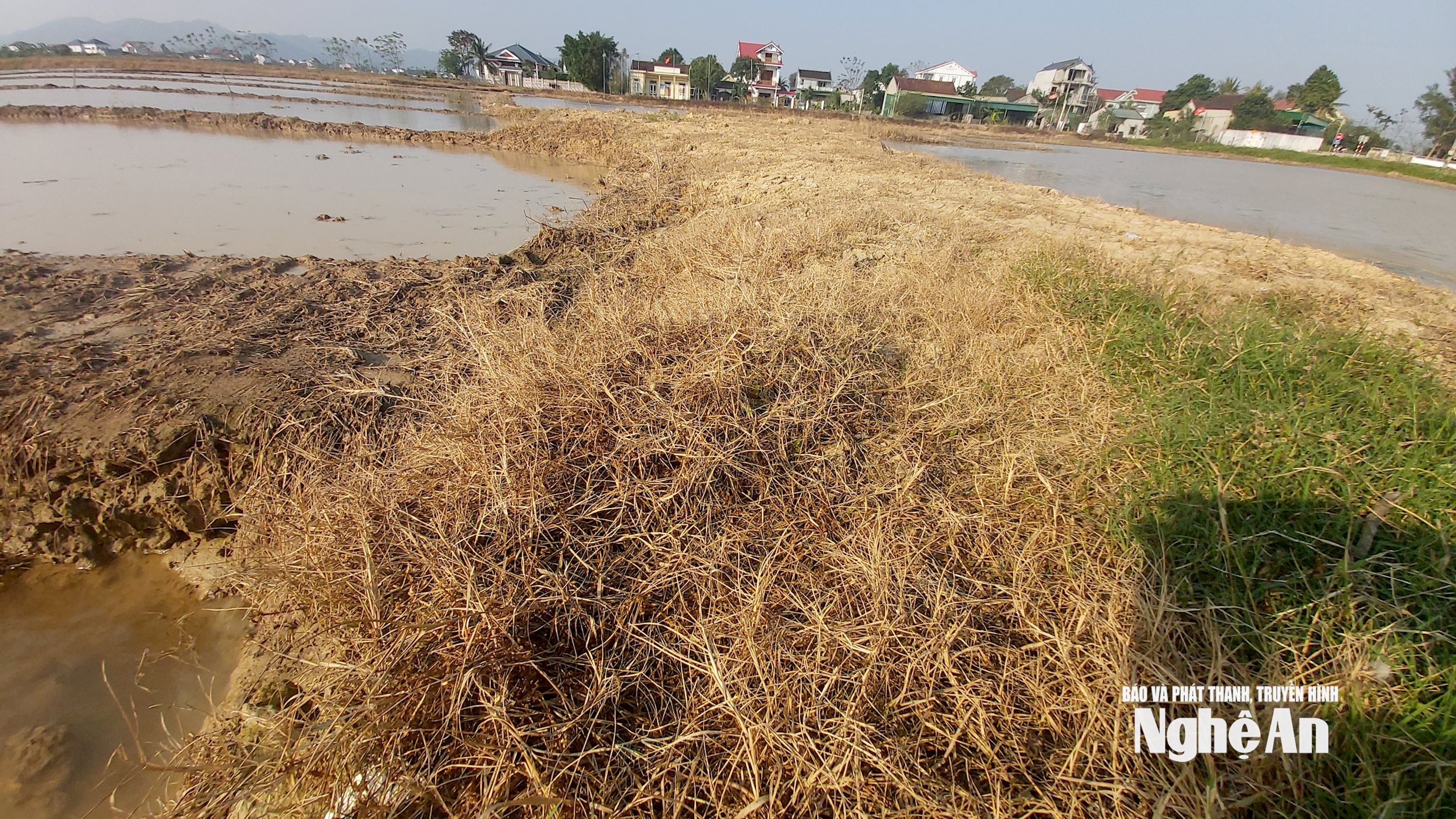 Sau khi phun thuốc trừ cỏ,