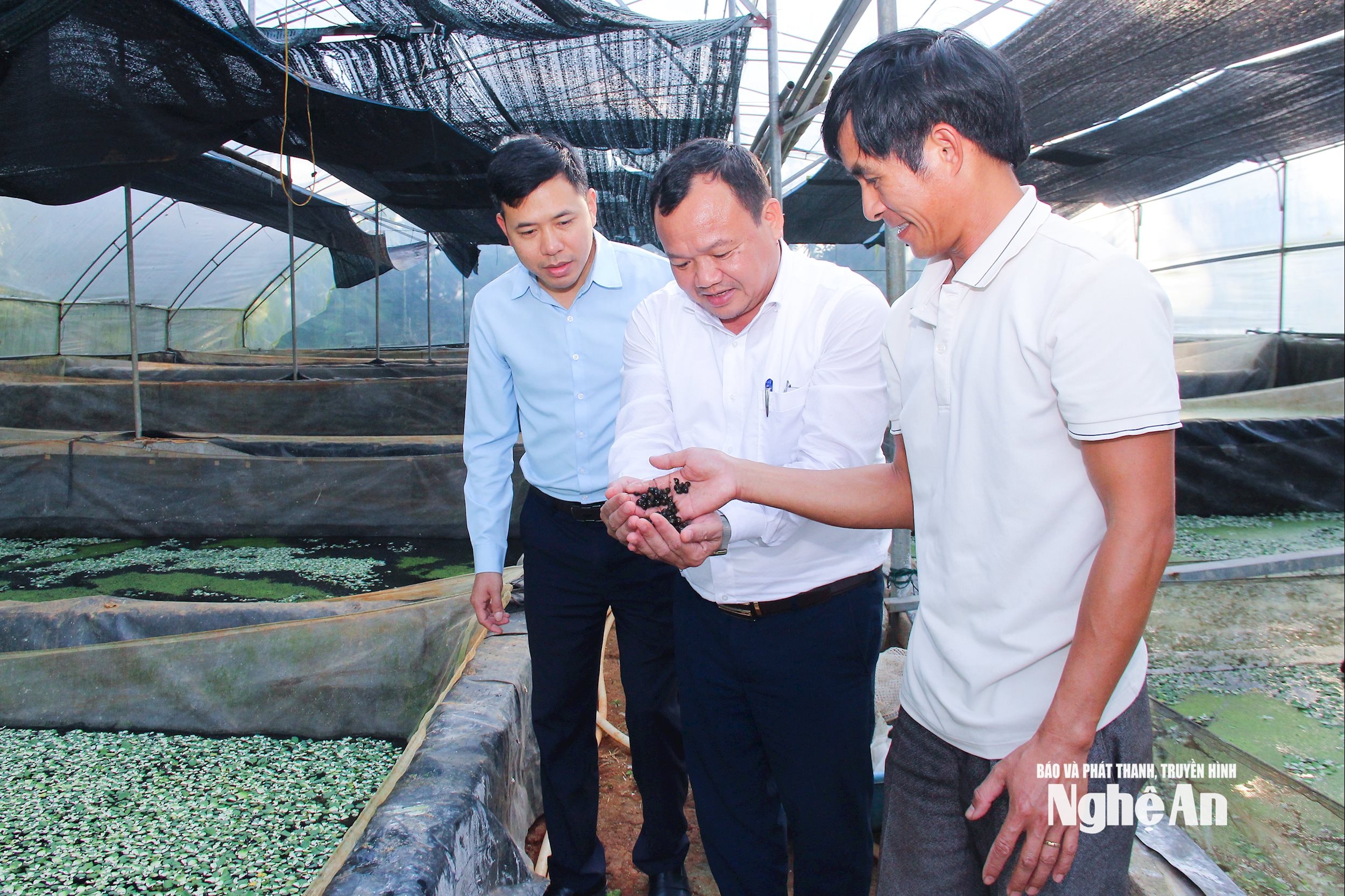Cán bộ xã Bích Hào tìm hiểu mô hình nuôi ốc bươu đen trong nhà kính. Ảnh: Mai Hoa