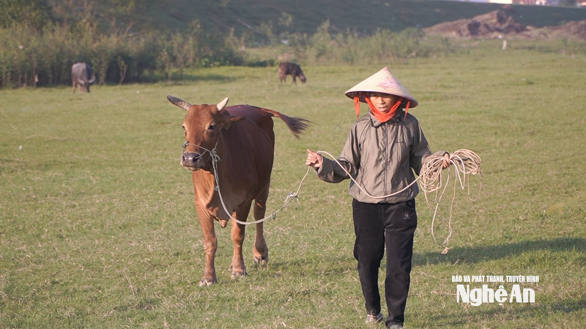 Chị Nguyễn Thị Lan đi làm thuê trên cánh đồng màu xã Lam Thành