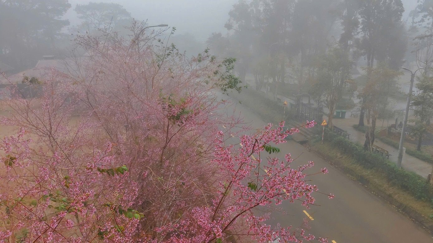 Hoa anh đào nở rực hồng kèm sương mờ tạo nên sức hút khó quên cho Măng Đen.