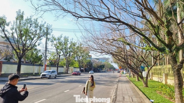 Hàng sưa vào mùa thay lá trên tuyến đường Trần Hưng Đạo trở thành điểm hút giới trẻ check-in.
