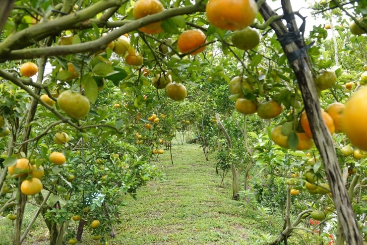 Không gian miệt vườn rực rỡ sắc quýt hồng.