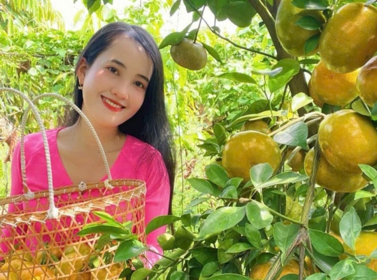 Du khách có thể tự tay hái quýt hồng, trải nghiệm không khí miệt vườn.