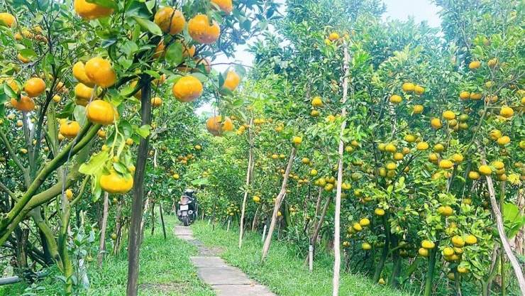 Những vườn quýt hồng tại Đồng Tháp chuyển sắc vàng cam rực rỡ, sẵn sàng đón khách tham quan.